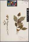 Foto von Salix caprea L.